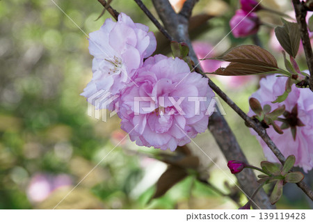 The blooming of double-flowered cherry blossoms, a symbol of spring. The blooming of double-flowered cherry blossoms, a symbol of spring. 139119428