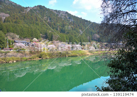 岐阜縣惠那市笠木峽谷的櫻花 139119474