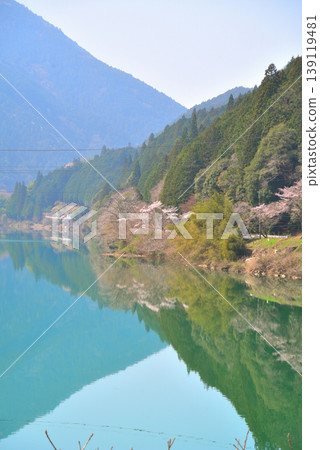 Cherry blossoms at Kasagi Gorge, Ena City, Gifu Prefecture 139119481
