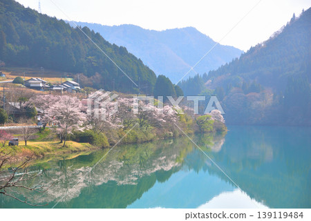 岐阜縣惠那市笠木峽谷的櫻花 139119484