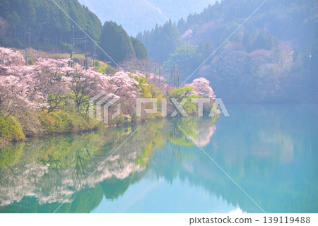 岐阜縣惠那市笠木峽谷的櫻花 岐阜縣惠那市笠木峽谷的櫻花 139119488