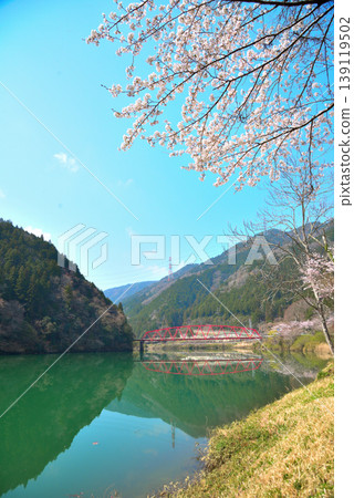 Cherry blossoms at Kasagi Gorge, Ena City, Gifu Prefecture Cherry blossoms at Kasagi Gorge, Ena City, Gifu Prefecture 139119502