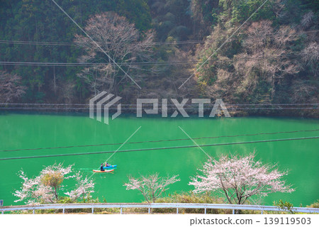 Cherry blossoms at Kasagi Gorge, Ena City, Gifu Prefecture 139119503