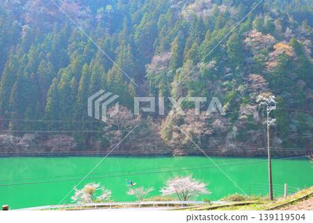 Cherry blossoms at Kasagi Gorge, Ena City, Gifu Prefecture 139119504