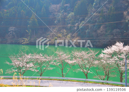 岐阜縣惠那市笠木峽谷的櫻花 岐阜縣惠那市笠木峽谷的櫻花 139119506
