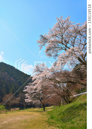 Cherry blossoms at Kasagi Gorge, Ena City, Gifu Prefecture Cherry blossoms at Kasagi Gorge, Ena City, Gifu Prefecture 139119516