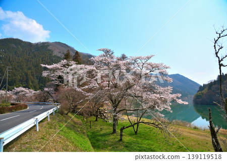 Cherry blossoms at Kasagi Gorge, Ena City, Gifu Prefecture Cherry blossoms at Kasagi Gorge, Ena City, Gifu Prefecture 139119518