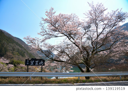 Cherry blossoms at Kasagi Gorge, Ena City, Gifu Prefecture Cherry blossoms at Kasagi Gorge, Ena City, Gifu Prefecture 139119519