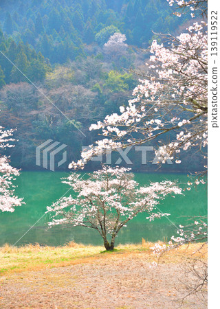 Cherry blossoms at Kasagi Gorge, Ena City, Gifu Prefecture 139119522