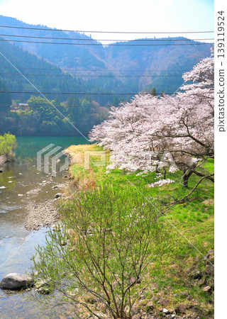 Cherry blossoms at Kasagi Gorge, Ena City, Gifu Prefecture Cherry blossoms at Kasagi Gorge, Ena City, Gifu Prefecture 139119524