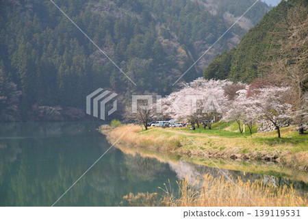 岐阜縣惠那市笠木峽谷的櫻花 139119531