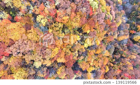 Aerial photograph of a forest with autumn foliage from directly above | Autumn texture material Aerial photograph of a forest with autumn foliage from directly above | Autumn texture material 139119566