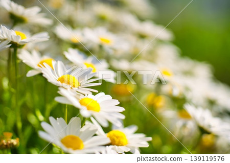 雛菊 雛菊 139119576