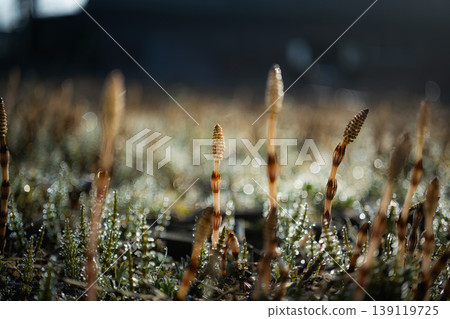 清晨晶瑩的露珠和從地面探出的木賊 清晨晶瑩的露珠和從地面探出的木賊 139119725