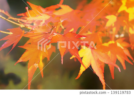 "Close-up of autumn-colored maple leaves | Autumn warm-colored image, nature background, illustration style" "Close-up of autumn-colored maple leaves | Autumn warm-colored image, nature background, illustration style" 139119783
