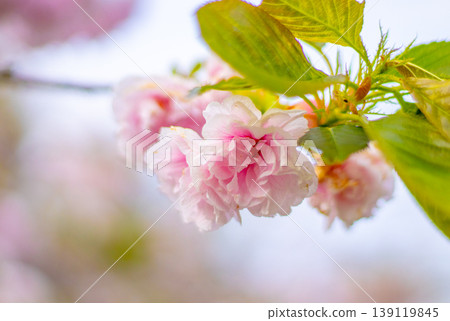 Yae cherry blossoms 139119845