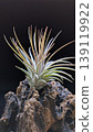 鐵蘭屬植物（Tillandsia ionantharosita × magnusiana） 139119922