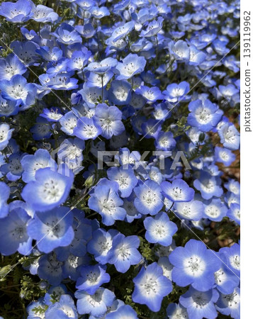 Nemophila花園 Nemophila花園 139119962