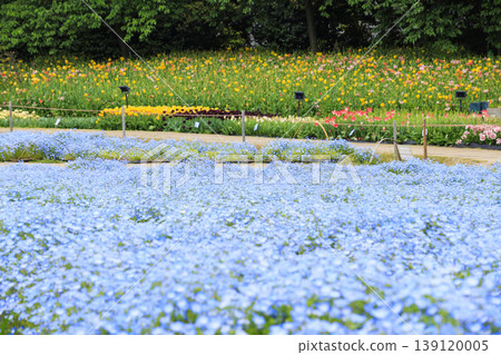Nabana no Sato: Nemophila and tulips in full bloom Nabana no Sato: Nemophila and tulips in full bloom 139120005