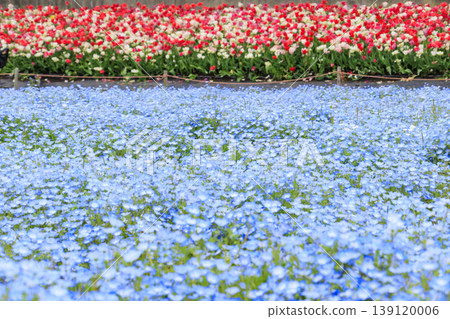Nabana no Sato: Nemophila and tulips in full bloom Nabana no Sato: Nemophila and tulips in full bloom 139120006