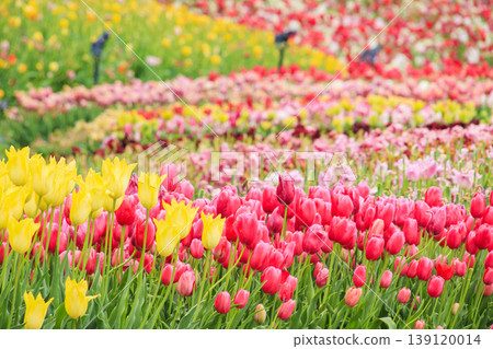 Nabana no Sato: Nemophila and tulips in full bloom Nabana no Sato: Nemophila and tulips in full bloom 139120014