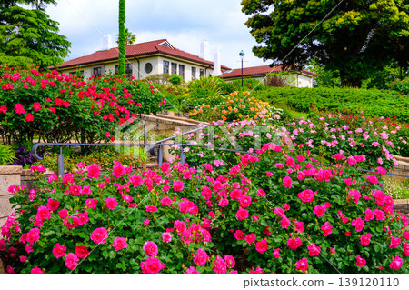 Roses in full bloom and the Yokohama British House: A vibrant early summer scene at Harbor View Park. Roses in full bloom and the Yokohama British House: A vibrant early summer scene at Harbor View Park. 139120110