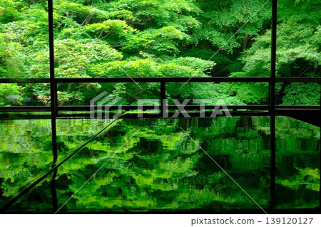 Scenery of green maples and Shoin Scenery of green maples and Shoin 139120127