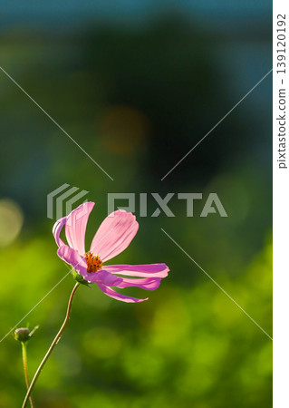 陽光下盛開的波斯菊 139120192