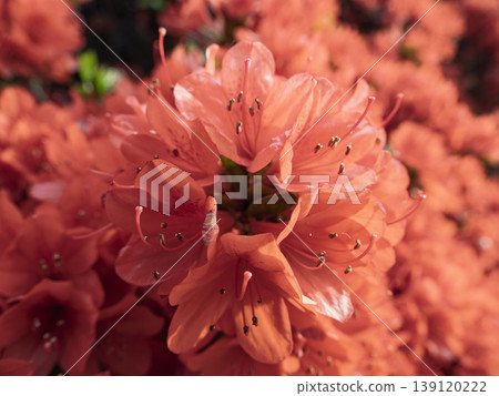 A captivating crimson carpet of Kirishima azaleas. 139120222