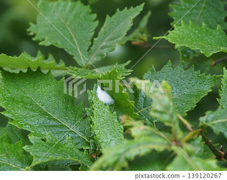 八月初的屋島濕地(長野縣詰訪市和下諡訪町) 八月初的屋島濕地(長野縣詰訪市和下諡訪町) 139120267