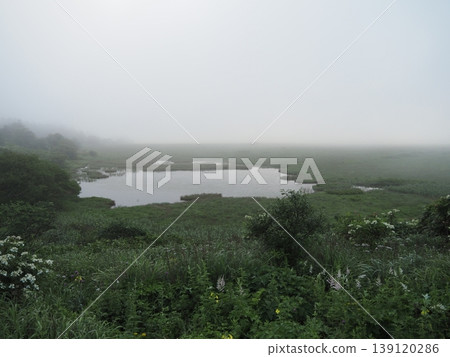 Yashima Marshland in early August (Suwa City and Shimosuwa Town, Nagano Prefecture) Yashima Marshland in early August (Suwa City and Shimosuwa Town, Nagano Prefecture) 139120286