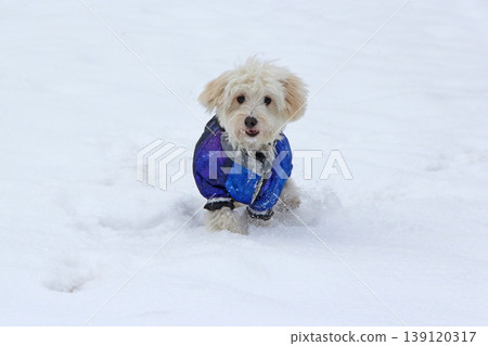 Cute Maltipoo dog playing outdoors in winter. Maltipoo dog sitting on the snow Cute Maltipoo dog playing outdoors in winter. Maltipoo dog sitting on the snow 139120317