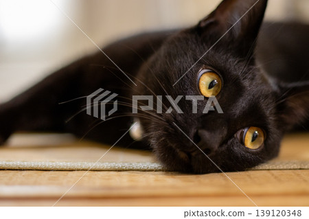 A black cat lying down A black cat lying down 139120348