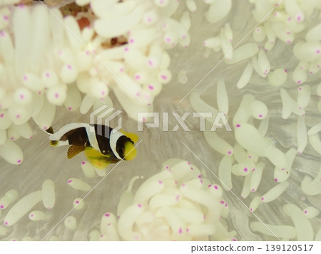 A small clownfish and a beautiful anemone A small clownfish and a beautiful anemone 139120517