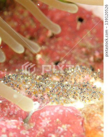Clownfish eggs Clownfish eggs 139120526
