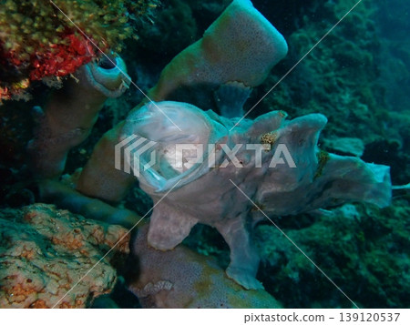 一條張著大嘴的大躄魚。 一條張著大嘴的大躄魚。 139120537