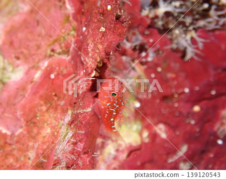 Red goby clinging to a red wall Red goby clinging to a red wall 139120543