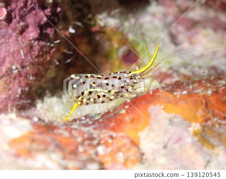 A crescent-shaped shrimp in the shade of a rock. A crescent-shaped shrimp in the shade of a rock. 139120545