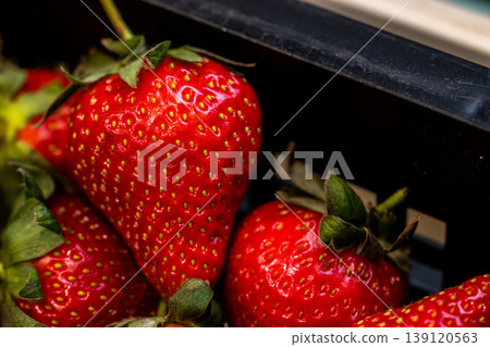 Close-up of a bountiful harvest of fresh, ripe red strawberries in Taiwan 139120563