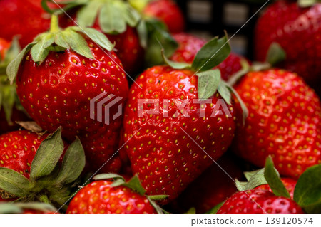 Close-up of a bountiful harvest of fresh, ripe red strawberries in Taiwan Close-up of a bountiful harvest of fresh, ripe red strawberries in Taiwan 139120574