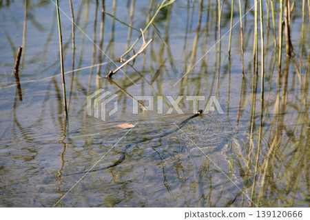 Grass snake swims along surface of the river. Natrix natrix in the wild nature Grass snake swims along surface of the river. Natrix natrix in the wild nature 139120666