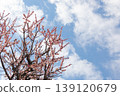 Almond trees and the sky 139120679