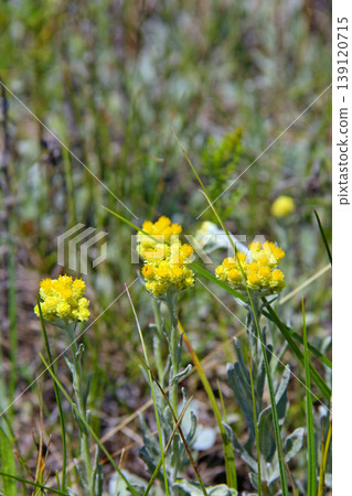 Yellow flowers of Helichrysum arenarium flowering in field. Herbal medicine Yellow flowers of Helichrysum arenarium flowering in field. Herbal medicine 139120715