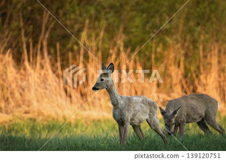 Roe deer grazing in the meadow Roe deer grazing in the meadow 139120751