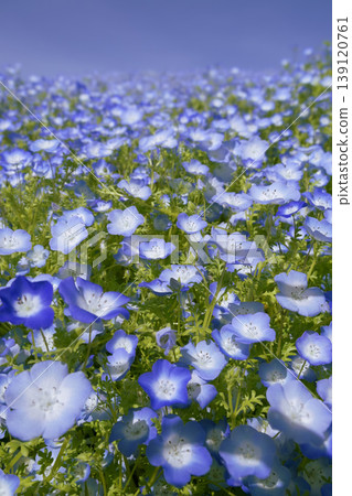A hill covered in blooming blue nemophila flowers. 139120761