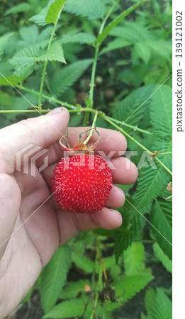Ripe berries of Rubus rosifolius in human hand. Tibetan rose-leaved raspberry Ripe berries of Rubus rosifolius in human hand. Tibetan rose-leaved raspberry 139121002