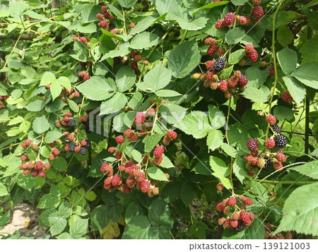 Blackberry raspberry growing on bush in garden. Ripe blackberries on branch Blackberry raspberry growing on bush in garden. Ripe blackberries on branch 139121003