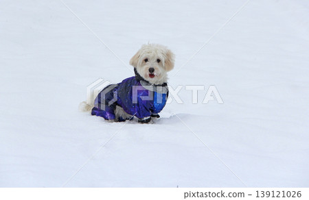 Cute Maltipoo dog playing outdoors in winter. Maltipoo dog sitting on the snow Cute Maltipoo dog playing outdoors in winter. Maltipoo dog sitting on the snow 139121026