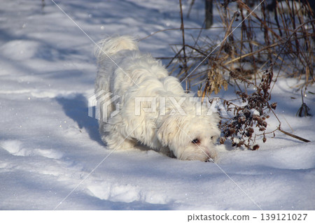 Cute Maltipoo dog playing outdoors in winter. Maltipoo dog sitting on the snow Cute Maltipoo dog playing outdoors in winter. Maltipoo dog sitting on the snow 139121027