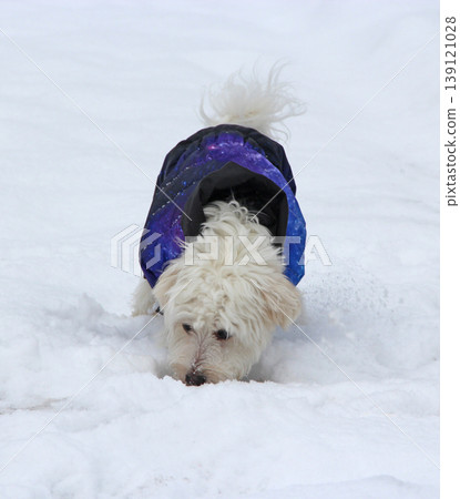 Cute Maltipoo dog playing outdoors in winter. Maltipoo dog sitting on the snow 139121028